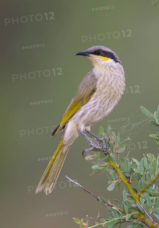 Singing Honeyeater (Gavicalis virescens), New South Wales, Australia