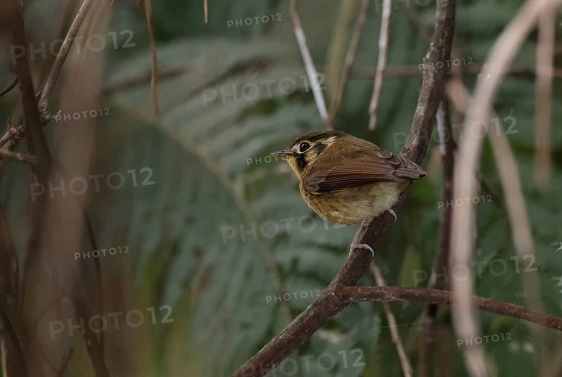 White-throated Spadebill (Platyrinchus mystaceus) perched on a branch, Atlantic rainforest, Brazil