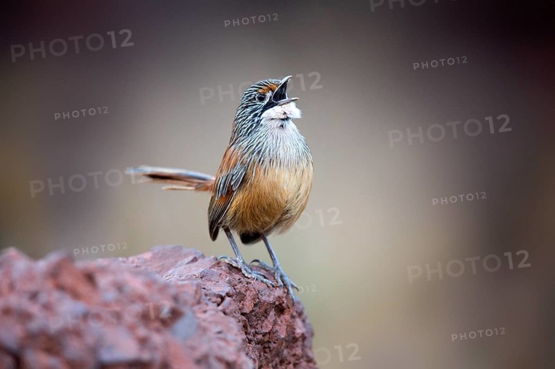 Striated Grasswren (Amytornis striatus whitei) singing from a rock, Western Australia, Australia