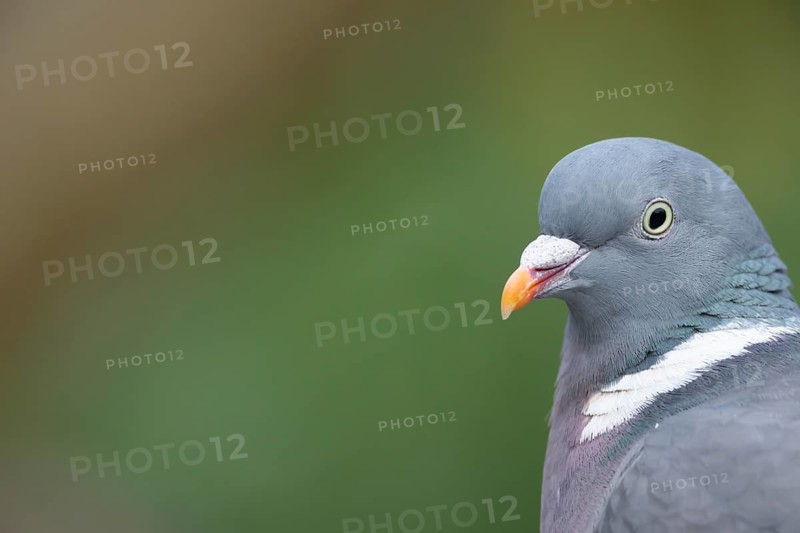 Wood pigeon (Columba palumbus) adult garden bird head portrait, Suffolk, England, United Kingdom