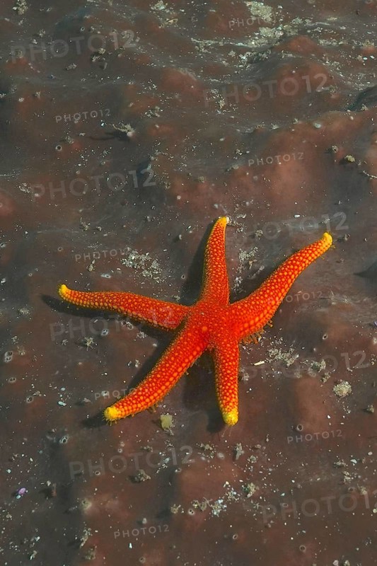 Schultz's starfish (Austrofromia schultzei)