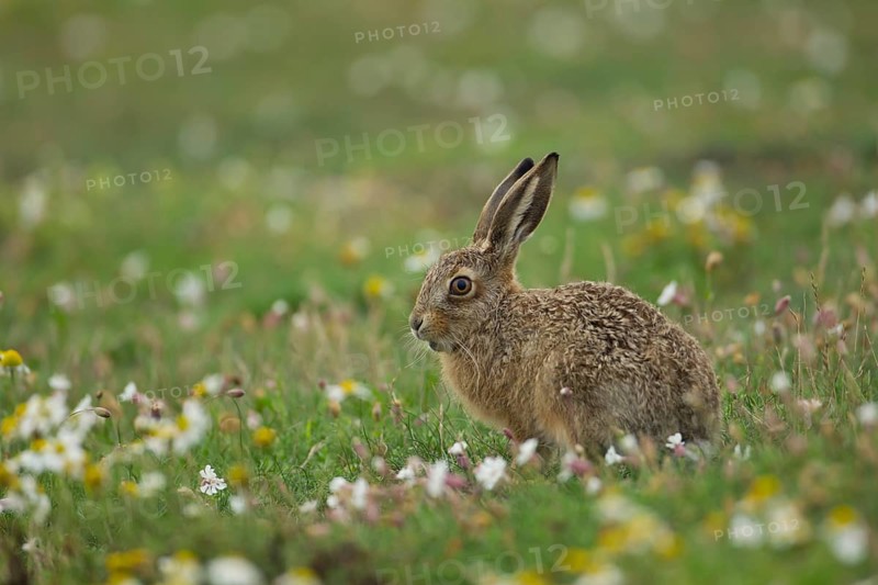 European brown hare (Lepus europaeus) juvenile baby leveret animal feeding amongst wildflowers in summer, Suffolk, England, United Kingdom