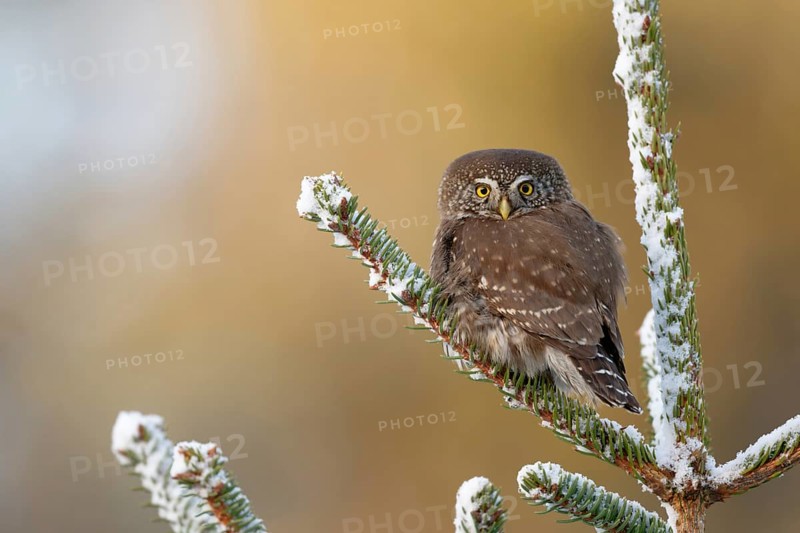 Eurasian Pygmy Owl (Glaucidium passerinum), Saxony, Germany
