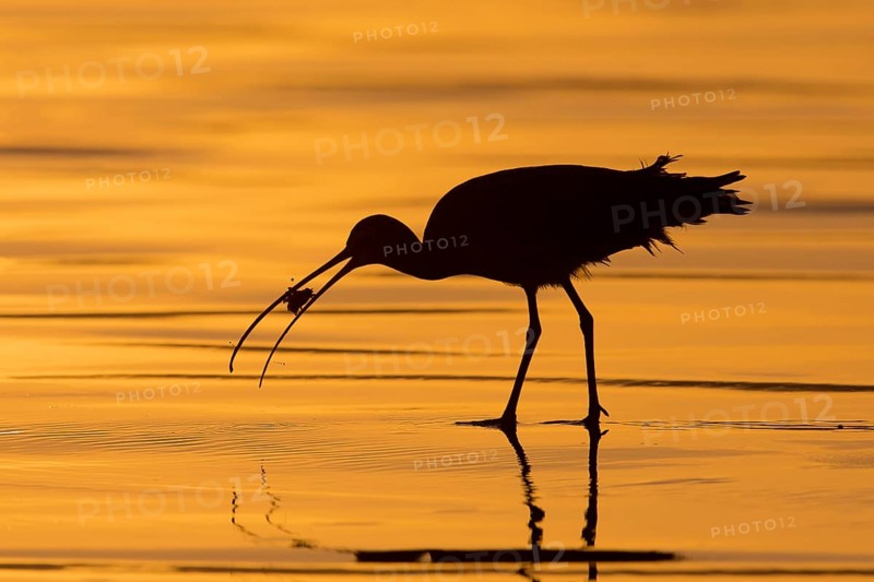 Long-billed Curlew : Morro Strand State Beach : Morro Bay, CA
