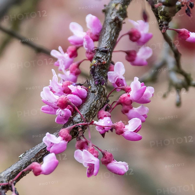 Judas tree (Cercis canadensis 'Forest Pansy'), Pruhonice Dendrological Garden, Czech Republic