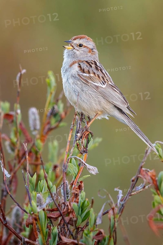 American Tree Sparrow (Spizella arborea) perched on a branch in Nome, Alaska