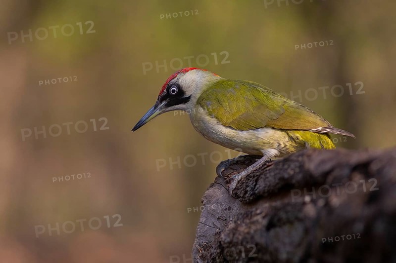 European Green Woodpecker (Picus viridis) female, Subotica, Serbia