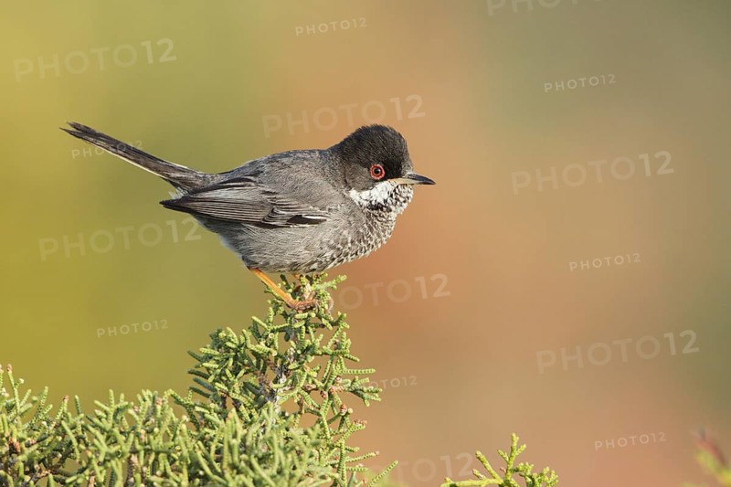 Cyprus Warbler (Sylvia melanothorax) male, Cyprus