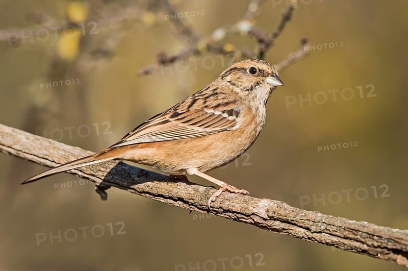 Rock Bunting (Emberiza cia) juvenile perched on a branch, Aosta Valley, Italy