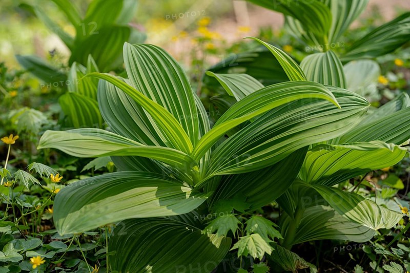 Close-up shot of a white hellebore plant, its vibrant green leaves fanning out amidst a lush backdrop of natural greenery, showcasing the beauty of garden flora
