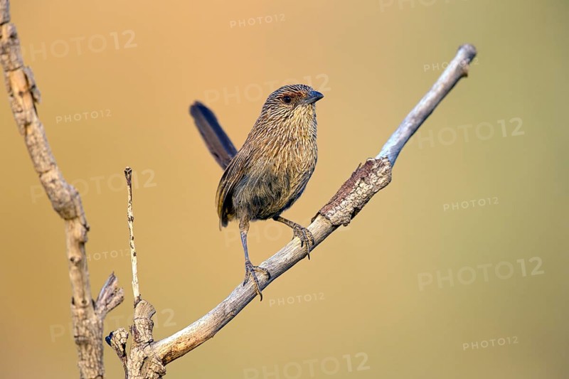 Kalkadoon Grasswren (Amytornis ballarae), Queensland, Australia