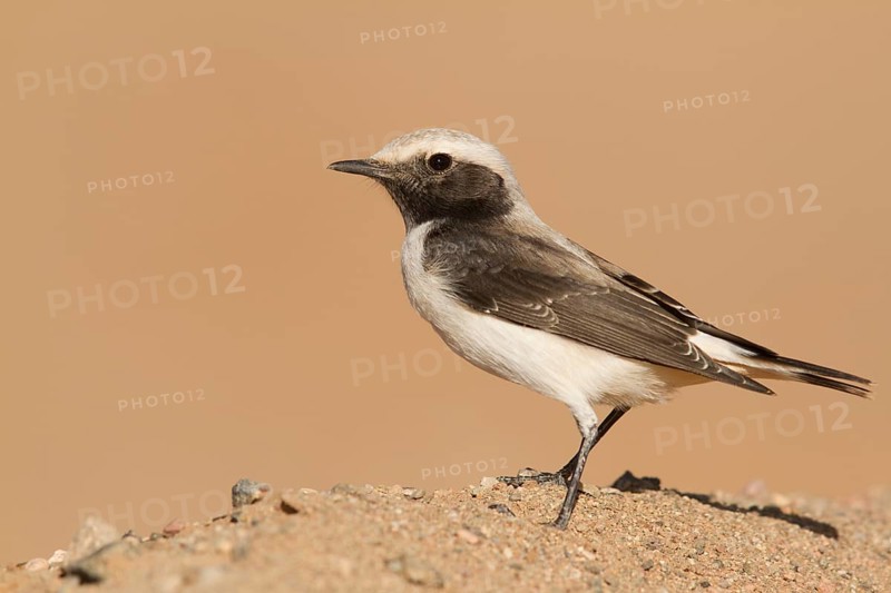 Mourning Wheatear (Oenanthe lugens) female, Morocco