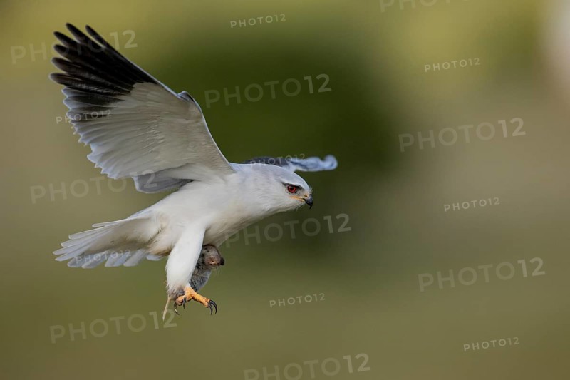 Slider (Elanus caeruleus), in flight with a vole, Extremadura, Spain