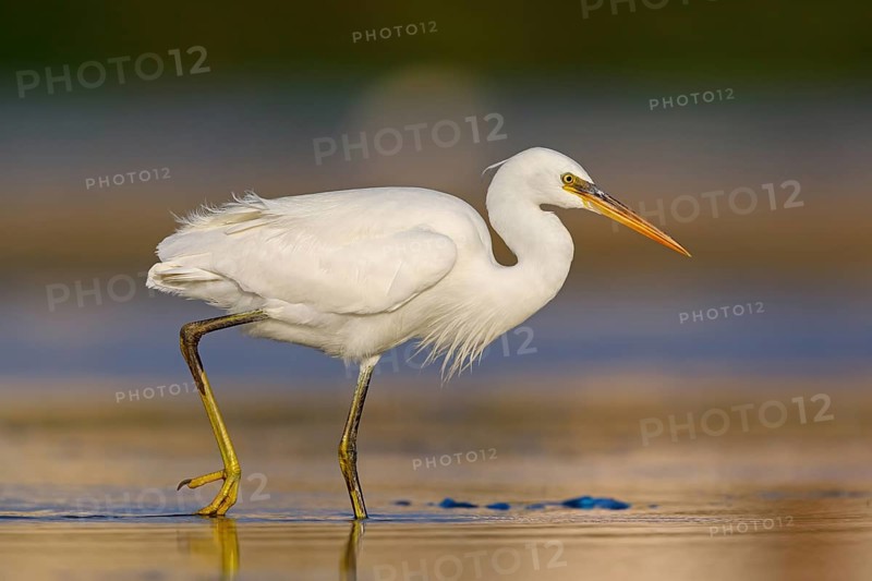 Western Reef Heron, Western Reef-Heron, Western Reef-Egret, (Egretta gularis), Garceta Dimorfa, Raysut, Salalah, Dhofar, Oman