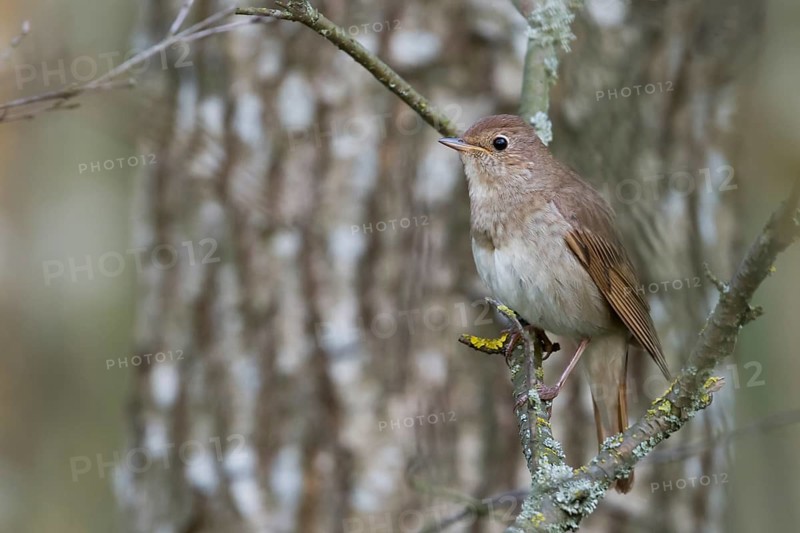 Thrush Nightingale - Sprosser - Luscinia luscinia, adult, Poland