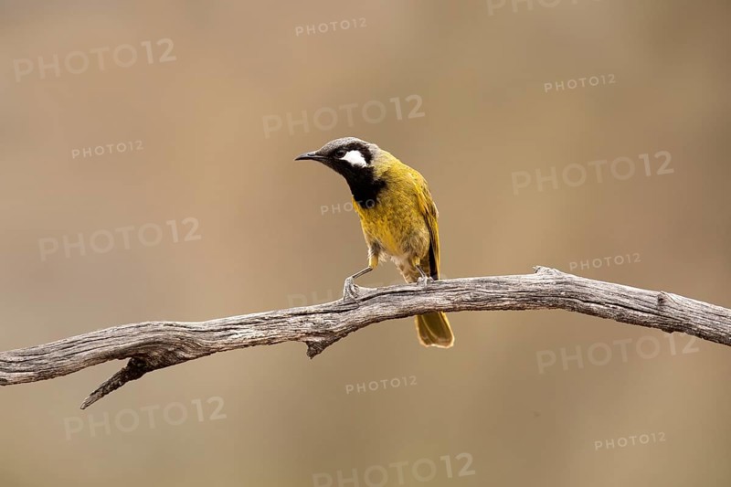 White-eared Honeyeater (Nesoptilotis leucotis), South Australia, Australia
