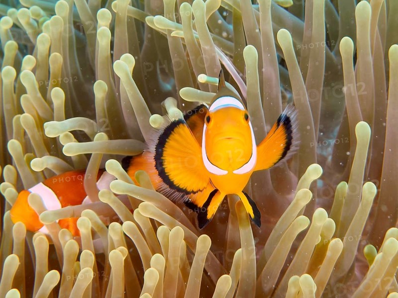 An Ocellaris Clownfish (Amphiprion ocellaris) looks out of a sea anemone, dive site Close Encounters, Permuteran, Bali, Indonesia