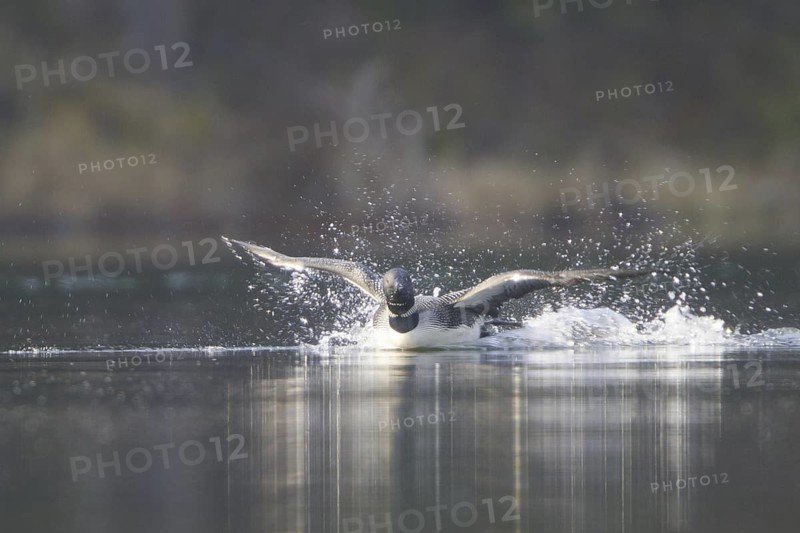 Great Northern Loon (Gavia immer), British Columbia, Canada