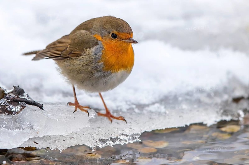 European Robin (Erithacus rubecula) on an icy creek, Mecklenburg-Western Pomerania, Germany