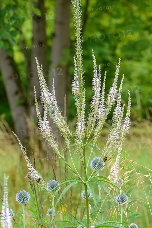 Candelabra speedwell (Veronicastrum virginicum), Botanic Garden, Federal Republic of Germany