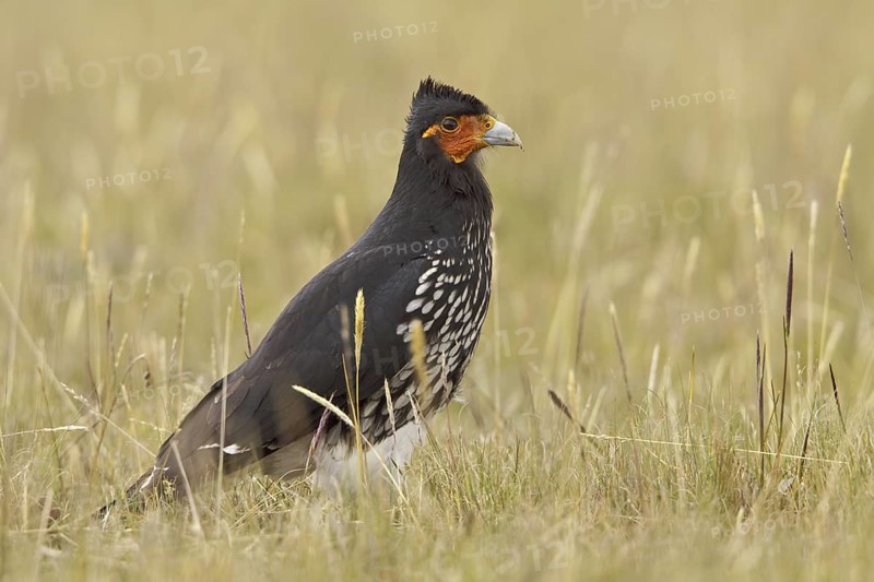 Carunculated Caracara (Phalcoboenus carunculatus), Ecuador