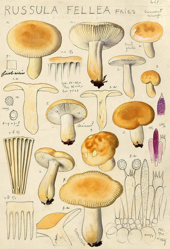 Mushroom, mushroom, gall russula, Russula fellea, authentic reproduction of an illustration by Hans Walty (1868-1948) from about 1915, historical
