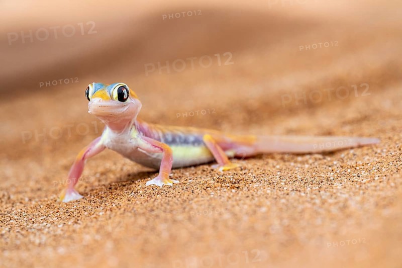 Palmato gecko (Pachydactylus rangei), Namib Desert, Namibia