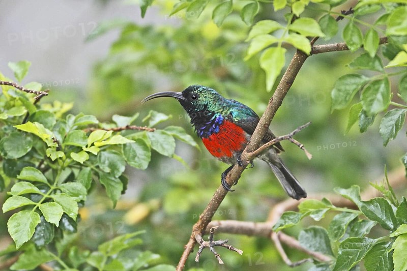Greater Double-collared Sunbird (Cinnyris afer) male, Western Cape, South Africa