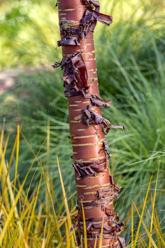 Mahogany cherry (Prunus serrula), New Zealand iris (Libertia peregrinans), Anchers Havecentre, Romsey, England, Great Britain