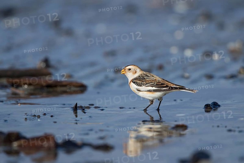Snow Bunting (Plectrophenax nivalis) male foraging at shoreline, Mecklenburg-Western Pomerania, Germany
