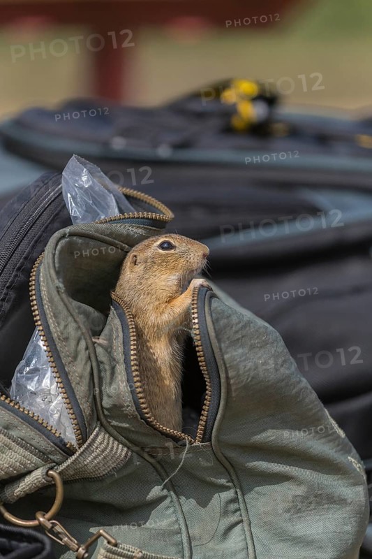 One European ground squirrel (Spermophilus citellus) or European souslik looking out of a photographers bag, searching for food