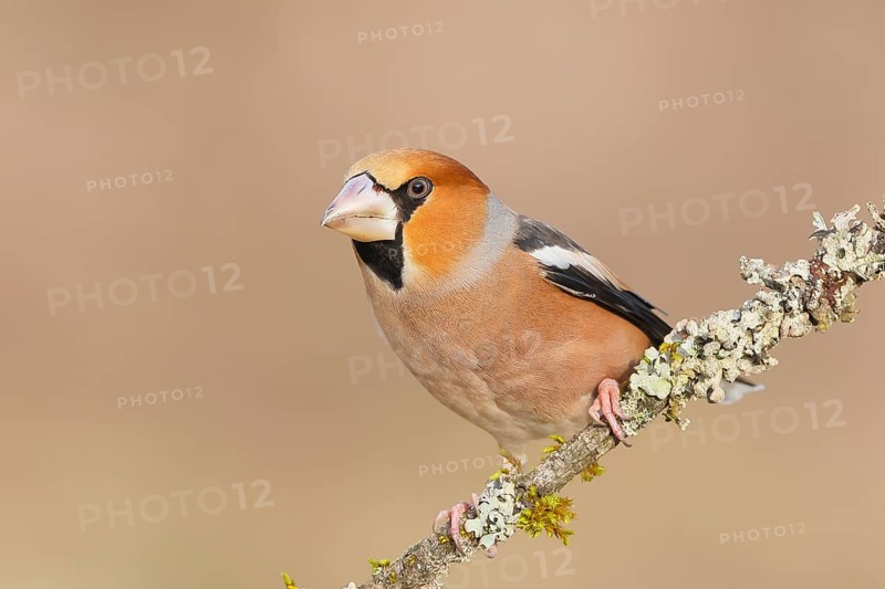 Hawfinch (Coccothraustes coccothraustes), male sitting attentively on a branch covered with lichen, wildlife, winter, light-coloured beak, feeding site, finch bird, finches, Siegerland, North Rhine-Westphalia, Germany
