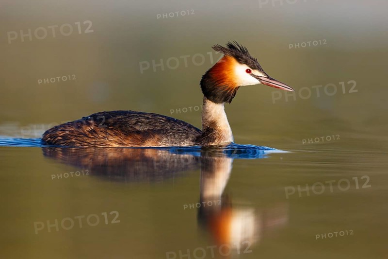 Great Crested Grebe (Podiceps cristatus), North Rhine-Westphalia, Germany