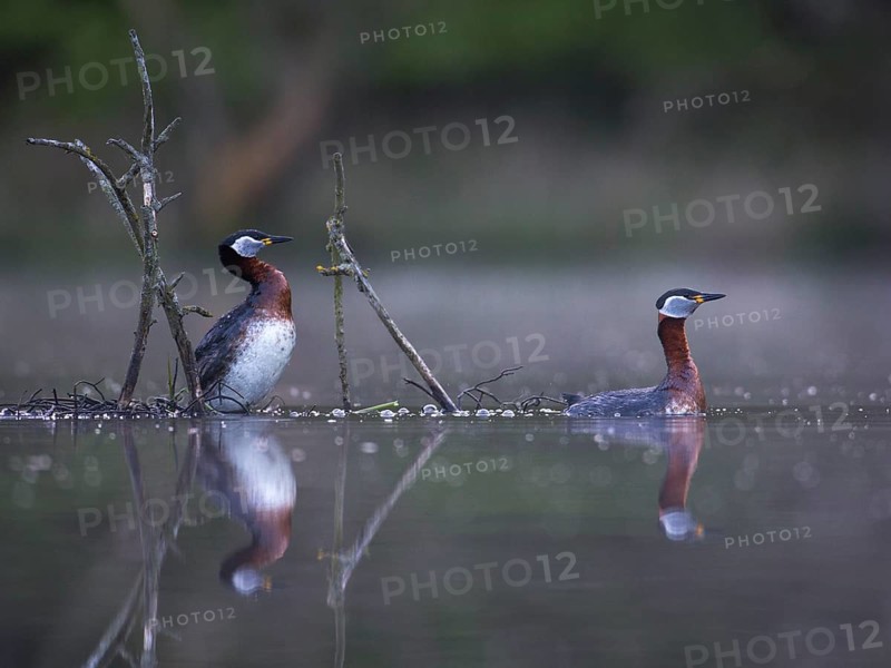 Red-necked Grebe (Podiceps grisegena) pair, Mecklenburg-Western Pomerania, Germany