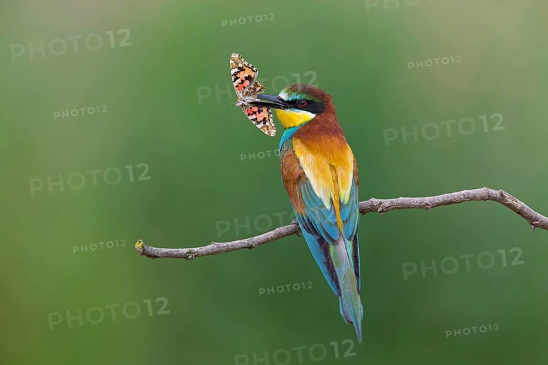 Bee-eater, (Merops apiaster), animals, birds, family of the raptors, perch, butterfly as prey, biotope, habitat, foraging, Northern Bulgaria, Muselievo, Bulgaria