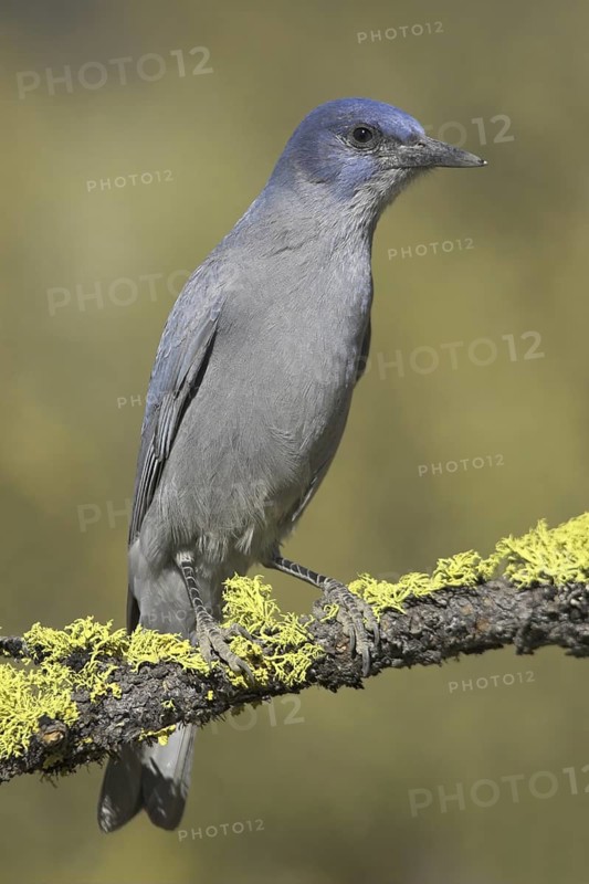 Pinyon Jay (Gymnorhinus cyanocephalus), Oregon, USA