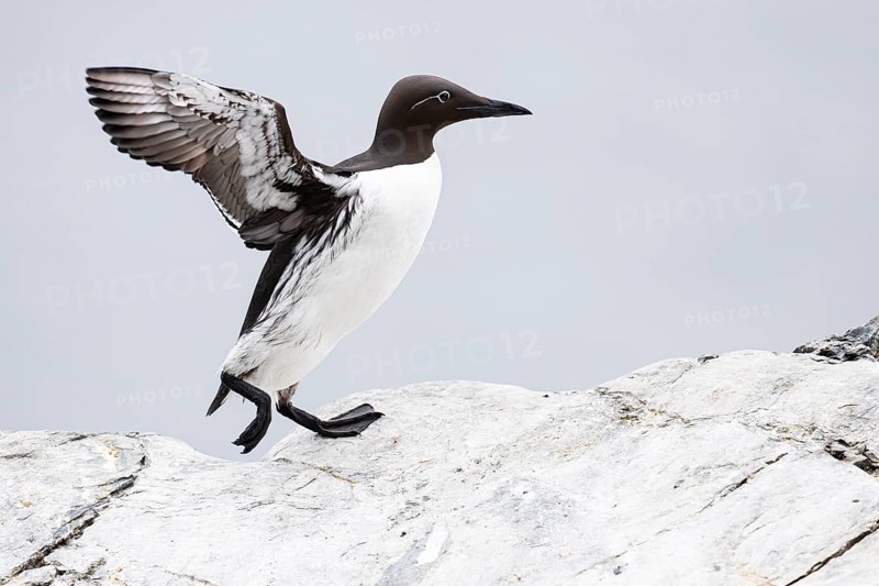 Guillemot (Uria aalge), adult bird walking with outstretched wings on stone slab, Hornøya Island, Vardø, Varanger, Finnmark, Norway