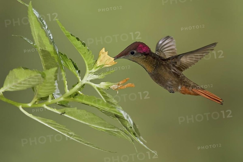 Ruby-topaz Hummingbird (Chrysolampis mosquitus), Trinidad and Tobago