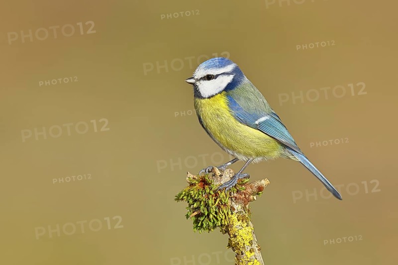 Blue tit (Parus caeruleus), sitting on a branch covered with moss, Wilnsdorf, North Rhine-Westphalia, Germany