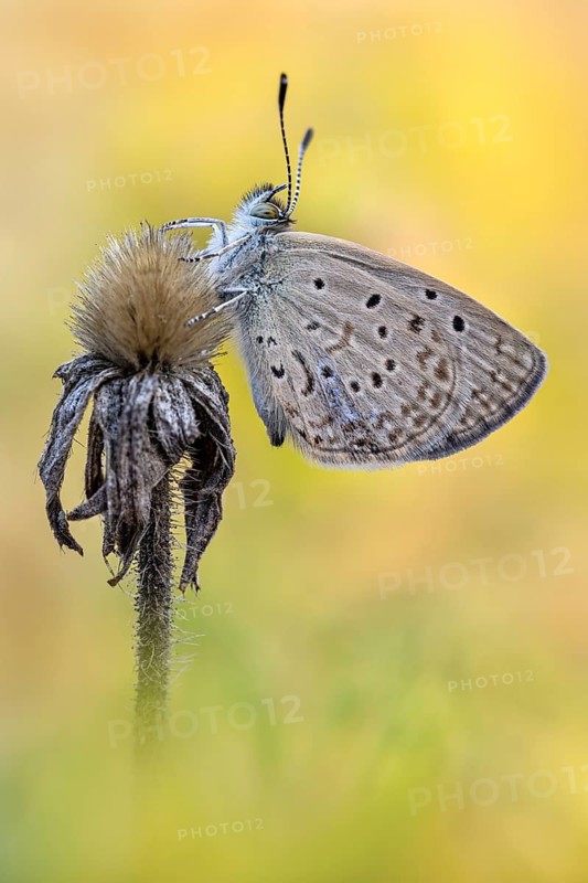 Das Männchen des African Grass Blue (Zizeeria knysna)