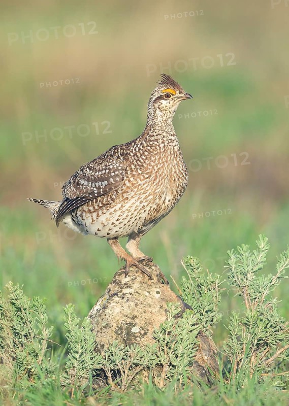 Sharp-tailed Grouse (Tympanuchus phasianellus) perched on a stone in a meadow, Colorado, USA