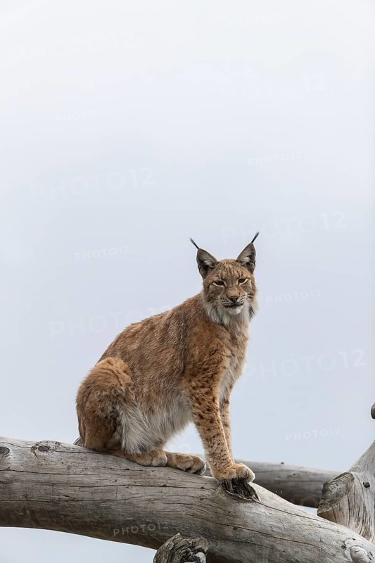 One Eurasian lynx, (Lynx lynx), sitting high up in a dead tree log. Mountains hide in dense fog in the background