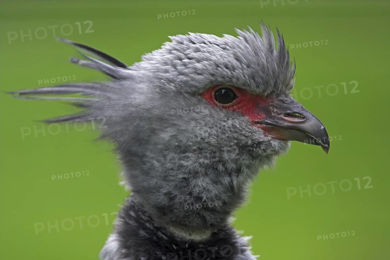 Southern Screamer (Chauna torquata)