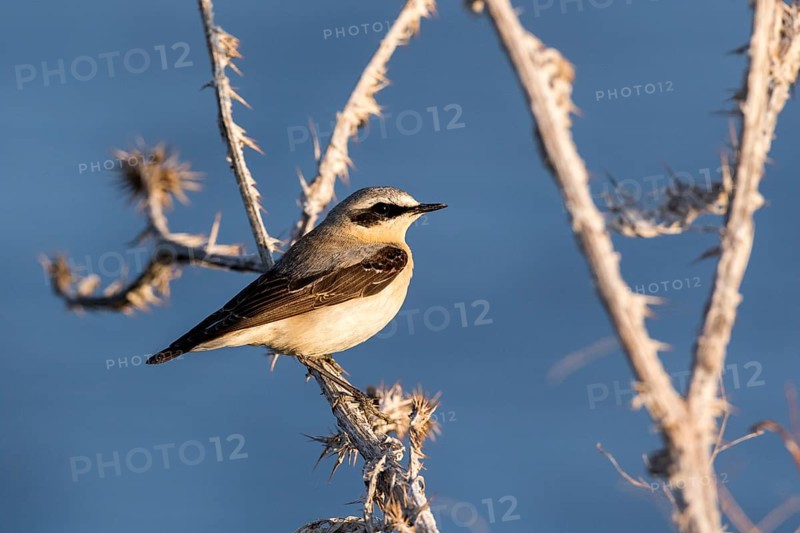 Northern Wheatear (Oenanthe oenanthe) male perched on a branch, Romania