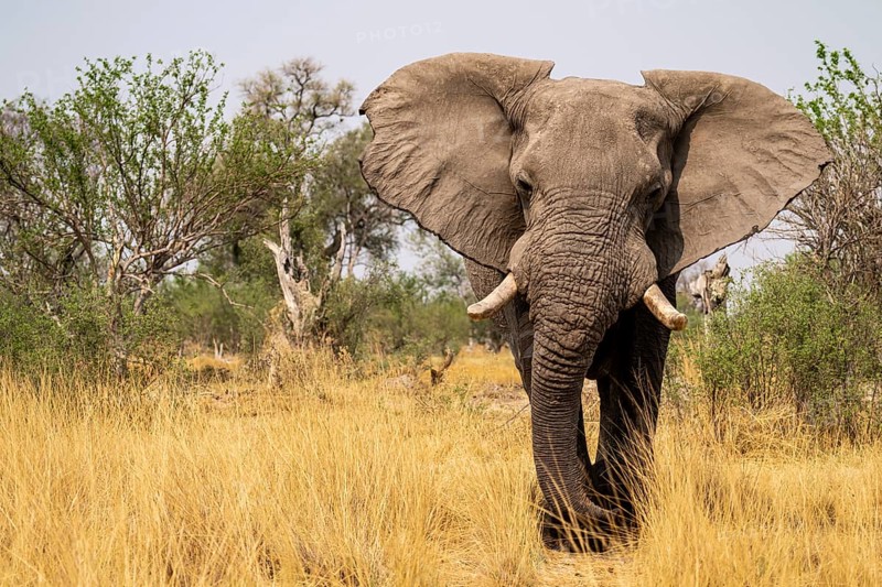 Elephant (Loxodonta africana) in dry grass, bull, Xakanaxa, Moremi Game Reserve, Botswana