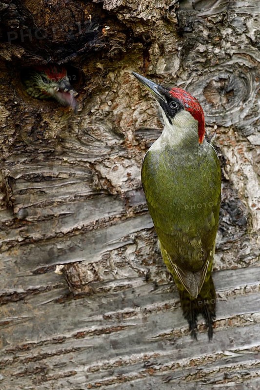 European Green Woodpecker (Picus viridis) female feeding chick in nest hole, North Rhine-Westphalia, Germany