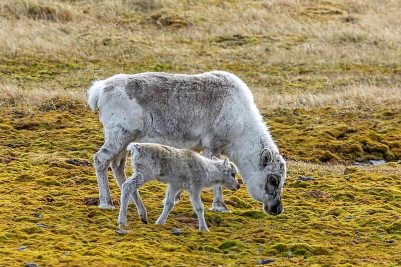 Svalbard reindeer (Rangifer tarandus platyrhynchus) moulting female, cow with calf foraging on the tundra in summer on Spitsbergen, Norway