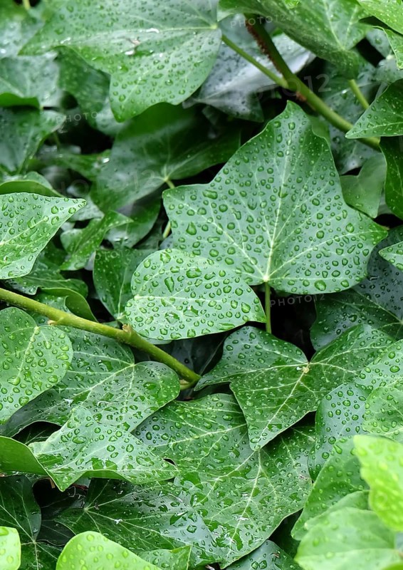 Irish ivy (Hedera hibernica), Germany