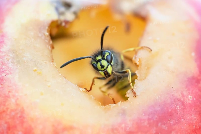 Common wasp (Vespula vulgaris) adult insect emerging from an apple fruit in autumn, Suffolk, England, United Kingdom