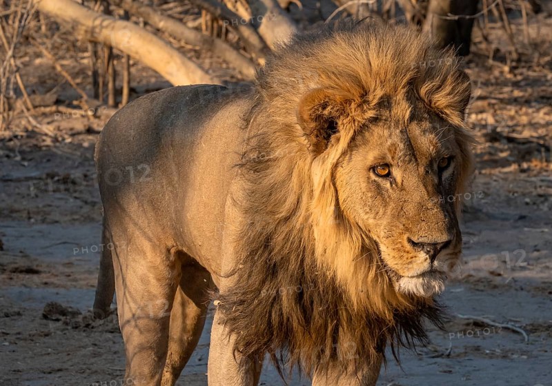 Maned lion, lion (Panthera leo), Savuti, Chobe National Park, Botswana